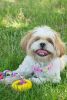 Rubberized Dog Chew Rope and tire